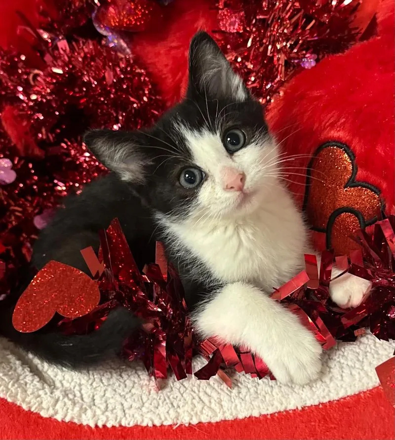 A baby small-sized male Domestic Short Hair cat named Dinero for adoption in Stillwater, OK