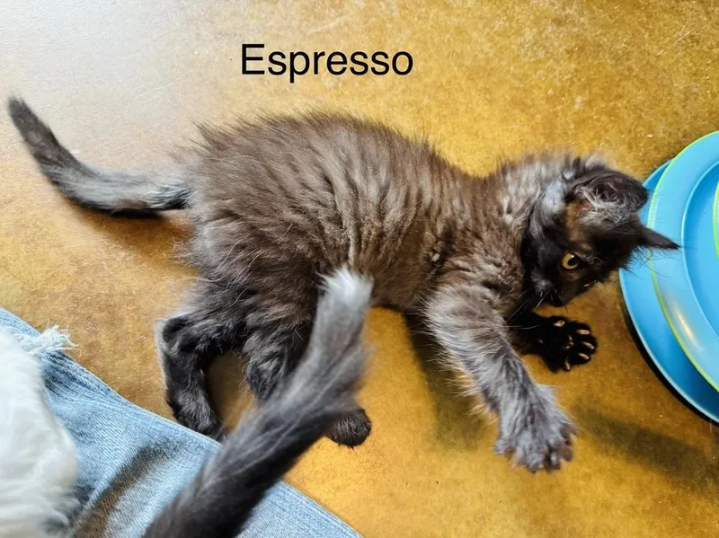 Espresso
