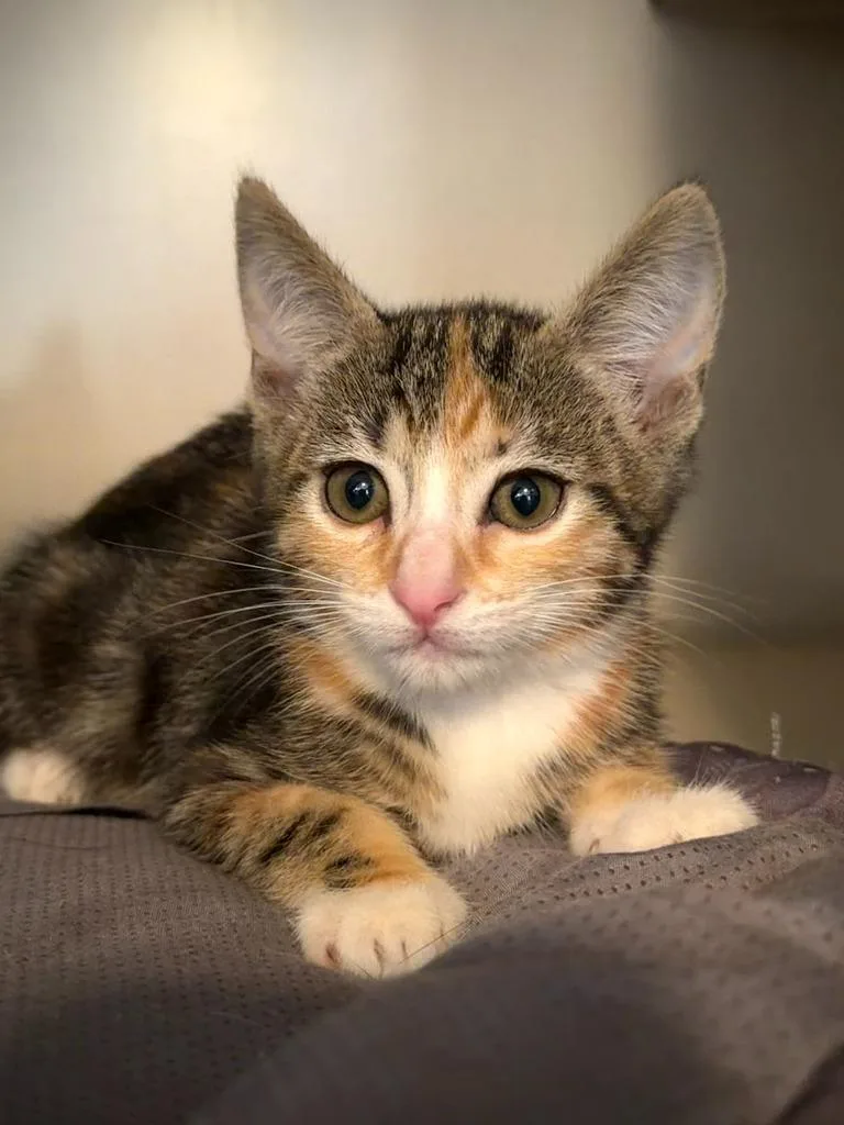 A baby small-sized female Domestic Short Hair cat named Feyre for adoption in Los Angeles, CA