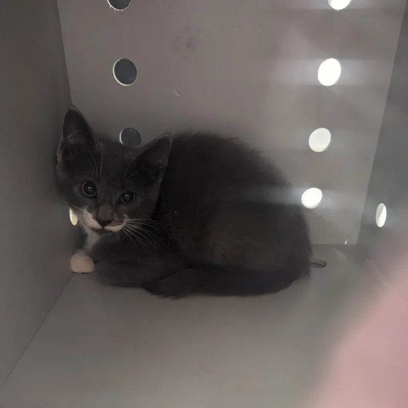 A baby small-sized female Gray / Blue / Silver Domestic Short Hair cat named Hey Teddy for adoption in Charlottesville, VA