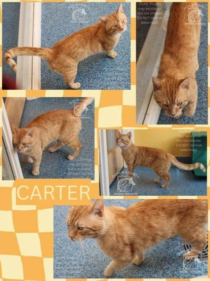 An adult large-sized male Domestic Short Hair cat named Carter for adoption in Kenansville, NC