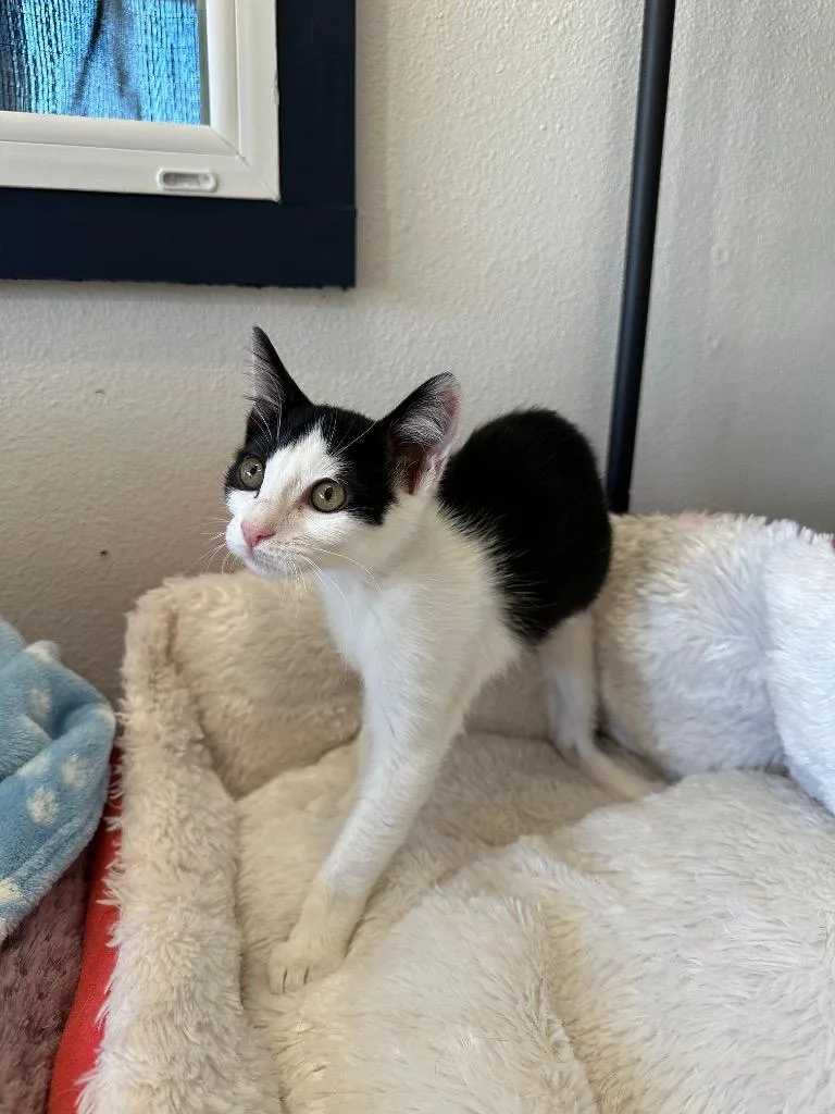 A baby small-sized female Domestic Short Hair cat named Pony for adoption in Newberg, OR