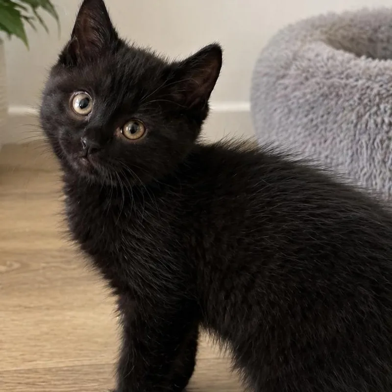 A baby small-sized male Black Domestic Short Hair cat named Benedict for adoption in Edwards, IL