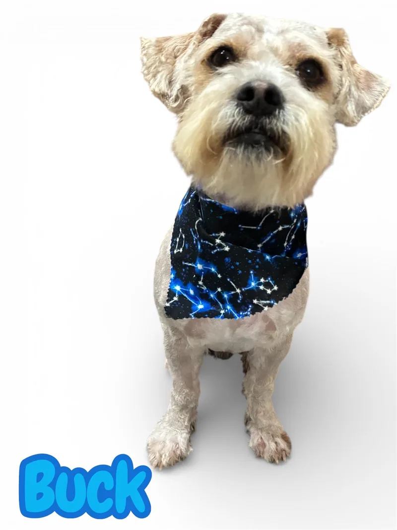 An adult small-sized male White / Cream Schnoodle dog named Buck for adoption in Arlington, TX