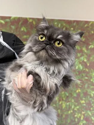 An adult medium-sized female Persian cat named Sadira for adoption in San Antonio, TX