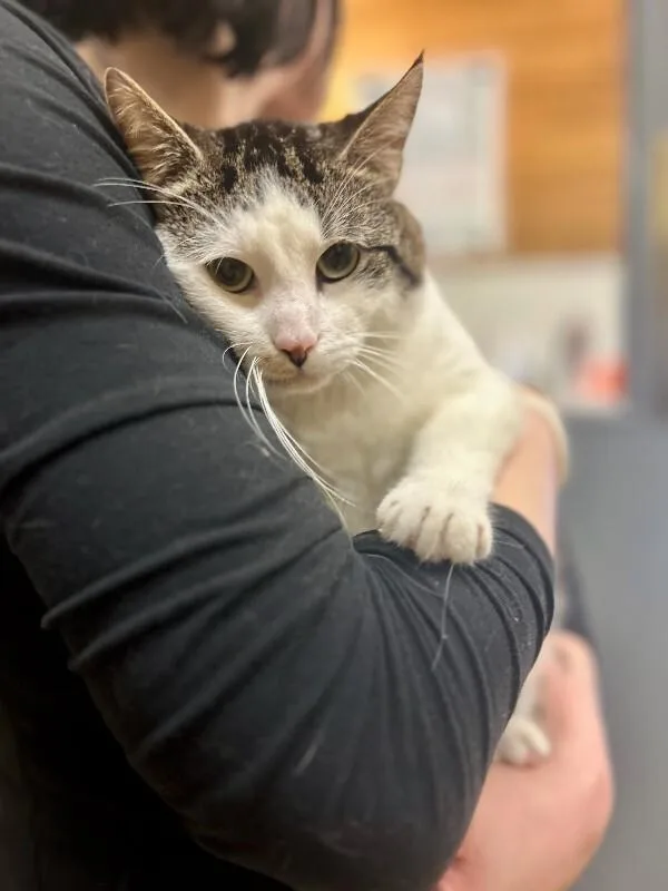 An adult medium-sized male White Domestic Short Hair cat named Paul for adoption in Wooster, OH
