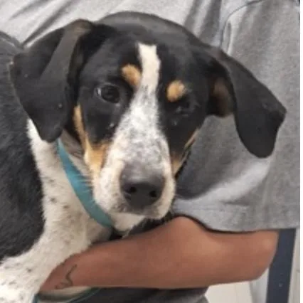 A baby medium-sized female Hound dog named Faith for adoption in Hollister, MO
