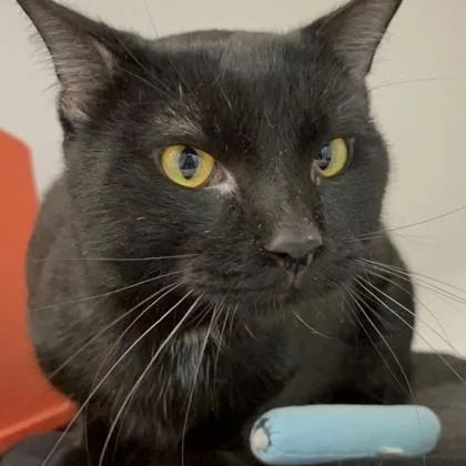 A young medium-sized male Domestic Short Hair cat named Doug for adoption in Janesville, WI