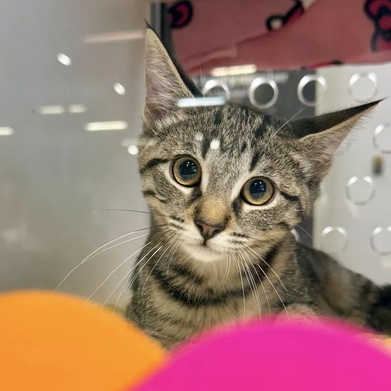 A baby small-sized female Brown / Chocolate Domestic Short Hair cat named Bessie for adoption in Temecula, CA