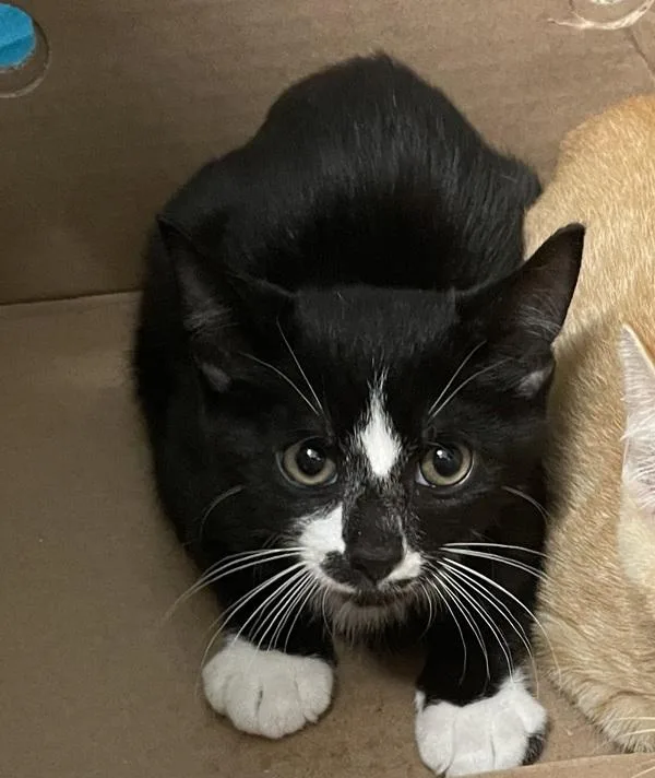 A baby small-sized male Domestic Short Hair cat named Tu Tu for adoption in Ridgewood, NY