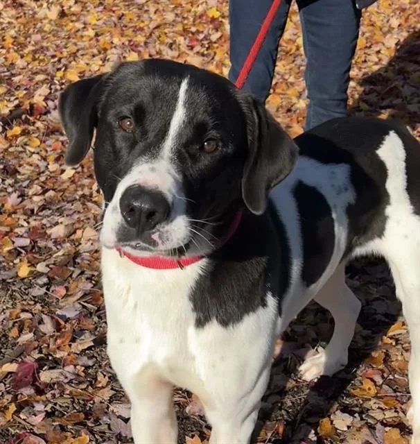 A young large-sized male Anatolian Shepherd dog named Oliver for adoption in Auburn, CA