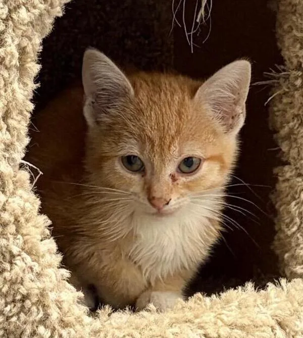 A baby small-sized female Domestic Short Hair cat named Sunny for adoption in Stratham, NH