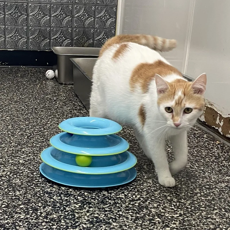 A young medium-sized female American Shorthair cat named Check Fraud Cheryl for adoption in McKenzie, TN