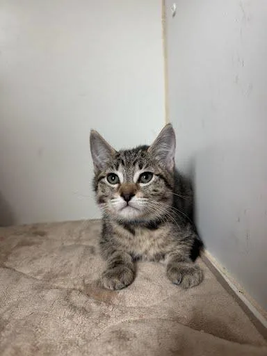 A baby small-sized male Brown / Chocolate Domestic Short Hair cat named Tommy for adoption in Oakland, CA