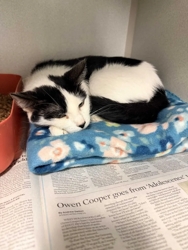 An adult medium-sized female Domestic Short Hair cat named Zilla for adoption in Pottsville, PA