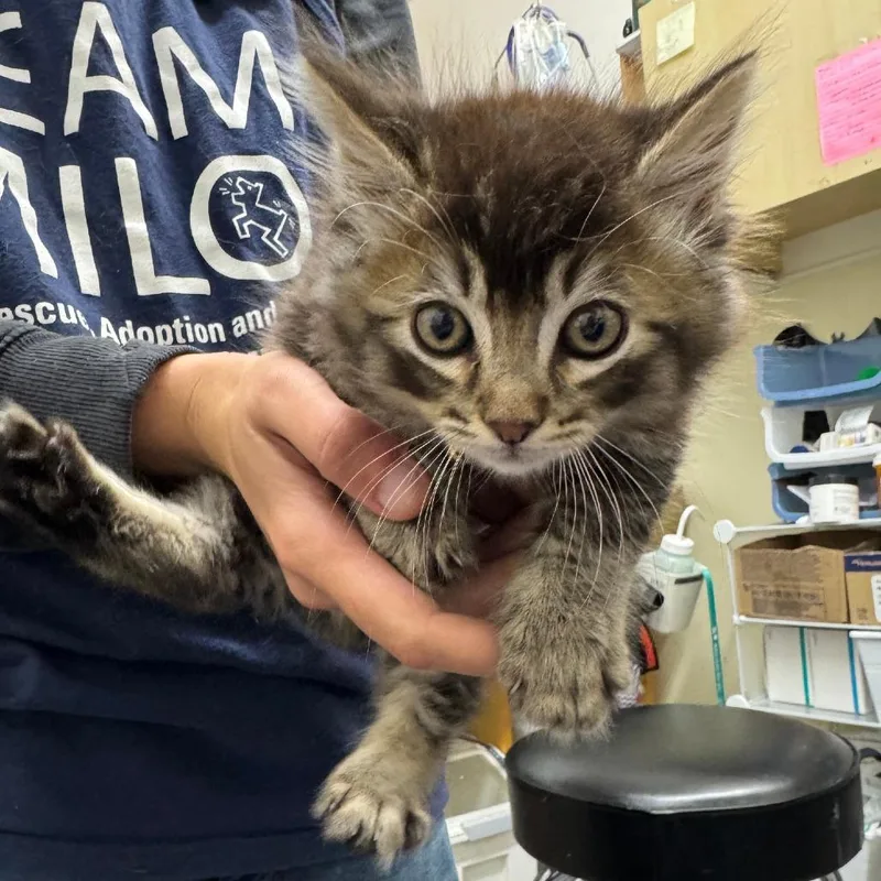 A baby small-sized male Brown / Chocolate Domestic Medium Hair cat named Mushroom for adoption in Point Richmond, CA