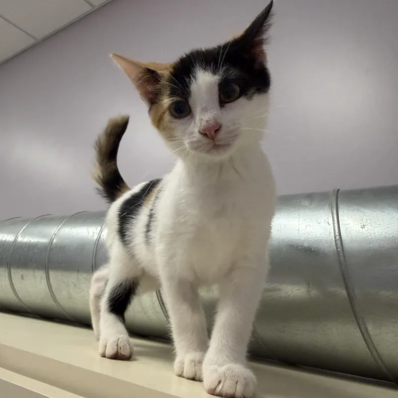 A baby medium-sized female Calico Domestic Short Hair cat named Paula for adoption in Cooperstown, NY