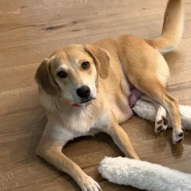 An adult medium-sized female Yellow / Tan / Blond / Fawn Mixed Breed dog named Goldie for adoption in Deerfield, IL