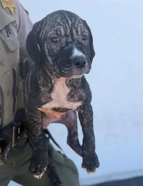 A baby small-sized female Pit Bull Terrier dog named Mango for adoption in Fairfield, CA