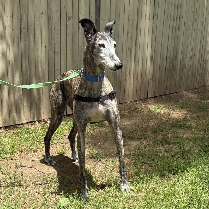 An adult large-sized male Brindle Galgo Spanish Greyhound dog named Louie for adoption in Swanzey, NH