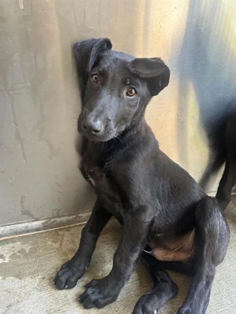 A baby small-sized male German Shepherd Dog dog named Banner for adoption in Tustin, CA
