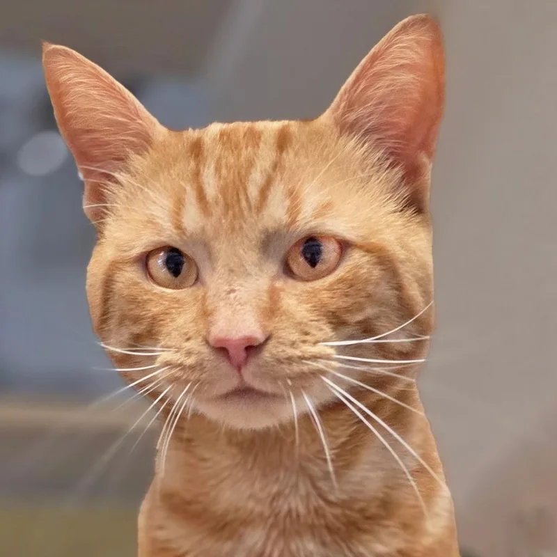 An adult medium-sized male Orange / Red Domestic Short Hair cat named Gingerale for adoption in Galveston, TX