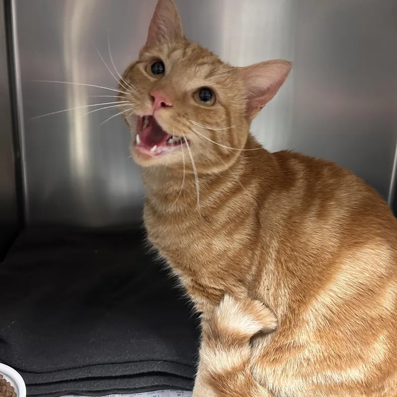 Gingerale thumbnail 2