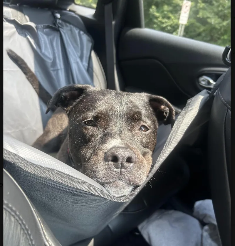 An adult medium-sized female Black Pit Bull Terrier dog named Kodi for adoption in Tinton Falls, NJ