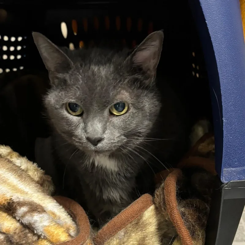 A senior large-sized female Gray / Blue / Silver Domestic Short Hair cat named Ivy for adoption in DeKalb, IL