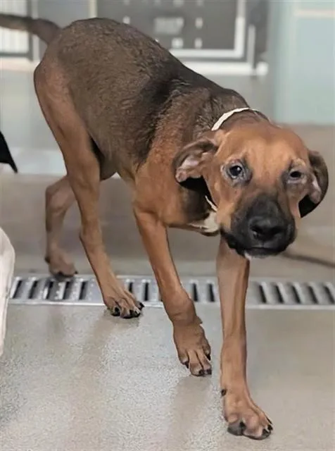 A baby small-sized male English Coonhound dog named Darwin for adoption in Fort Lauderdale, FL