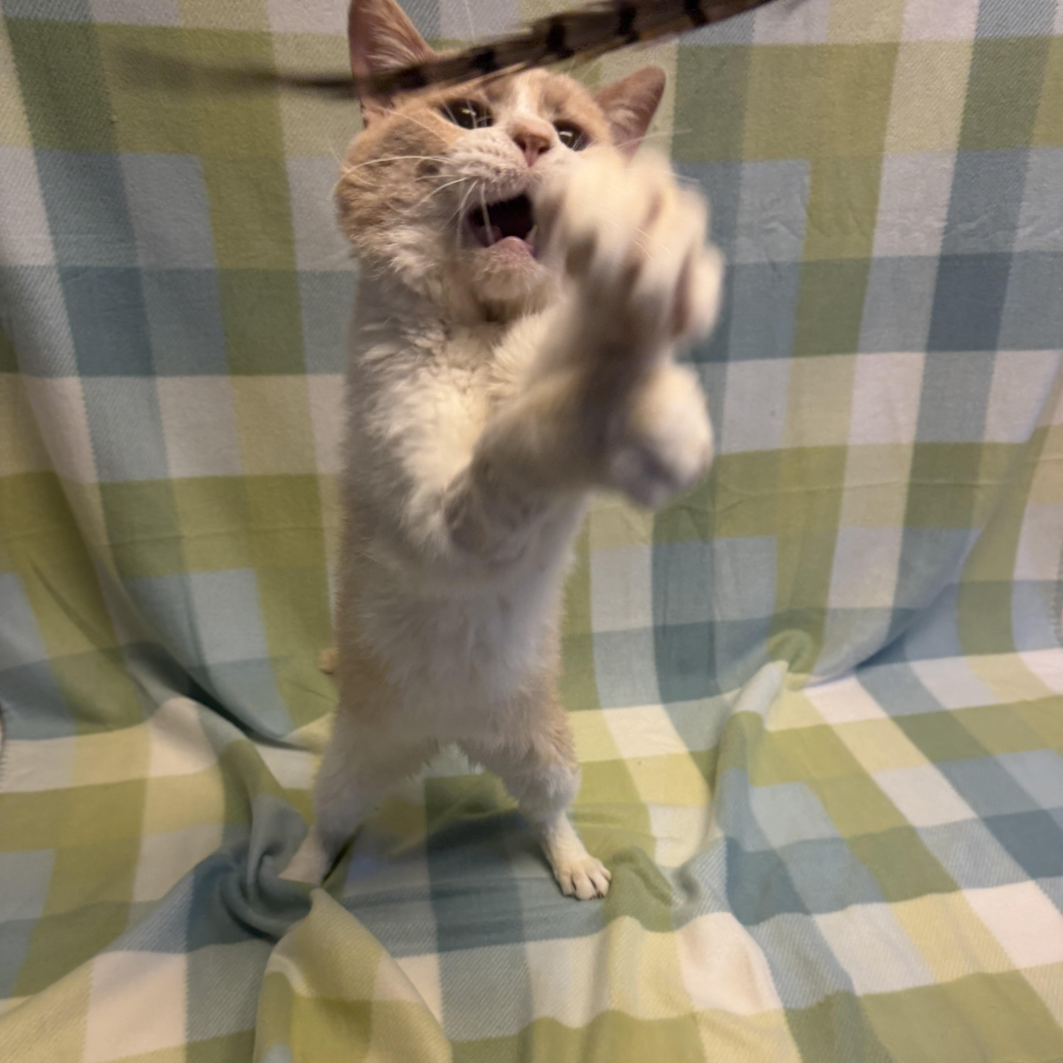 A young medium-sized male Orange & White Domestic Short Hair cat named Pigpen for adoption in Chicago, IL