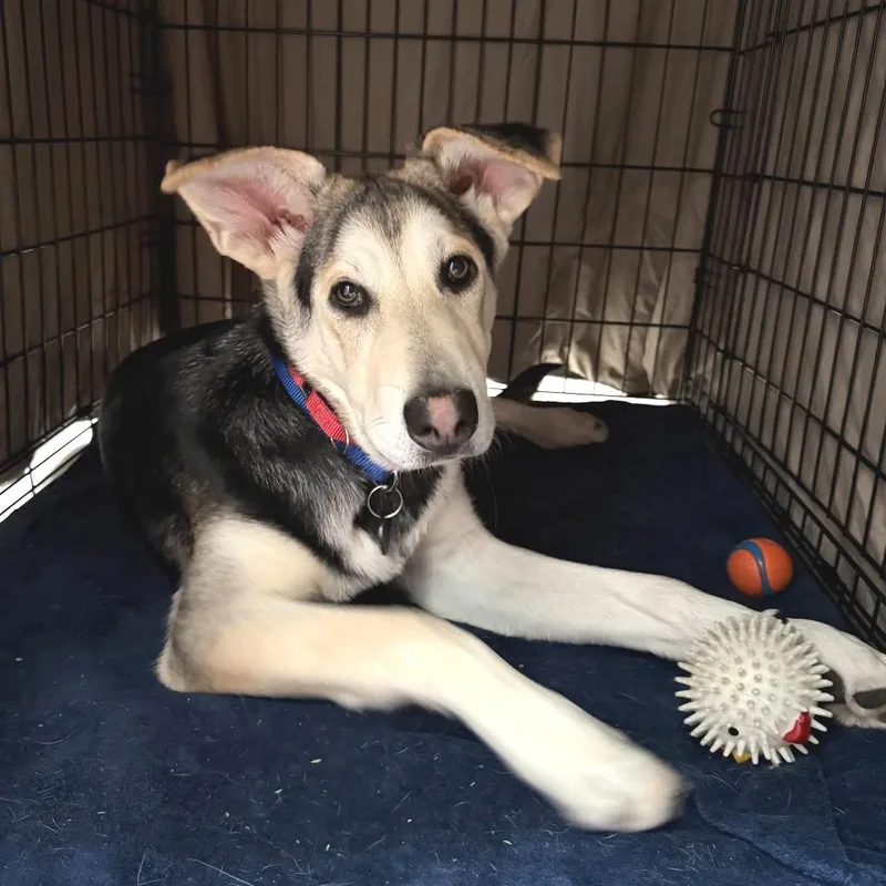 A young medium-sized female Black German Shepherd Dog dog named Bonnet for adoption in Brooklyn, NY