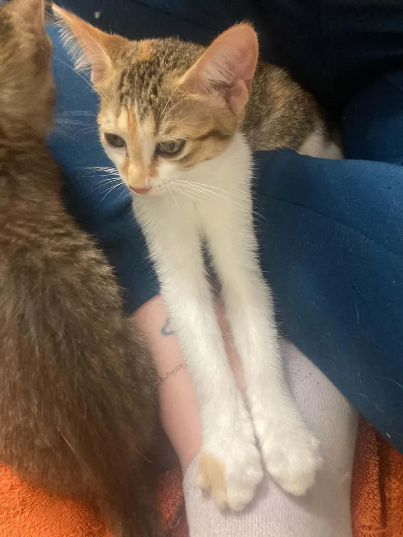 A young medium-sized female Calico Domestic Short Hair cat named Lily for adoption in Lake Orion, MI