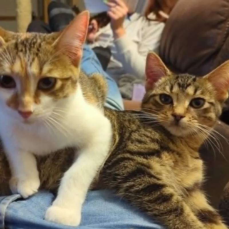 Lily thumbnail 3