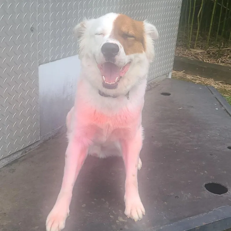 Todoroki thumbnail 2