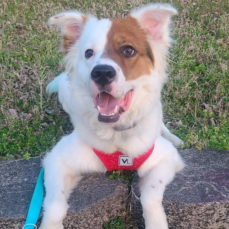 Todoroki thumbnail 3