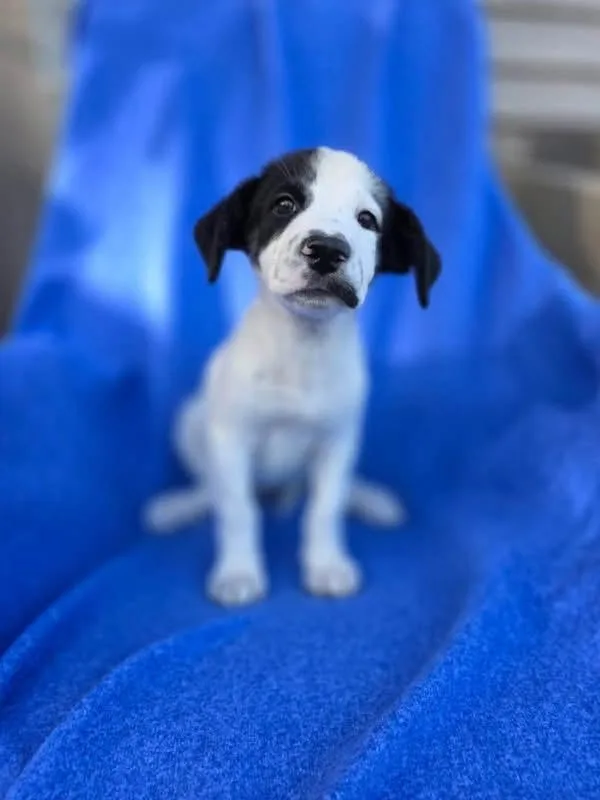 A baby medium-sized female Black Border Collie dog named Panda for adoption in Orland Park, IL