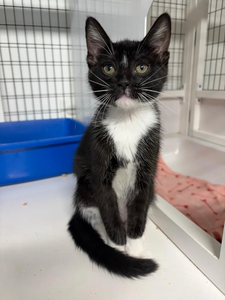 A baby small-sized female Domestic Short Hair cat named Roxie for adoption in St. Augustine, FL