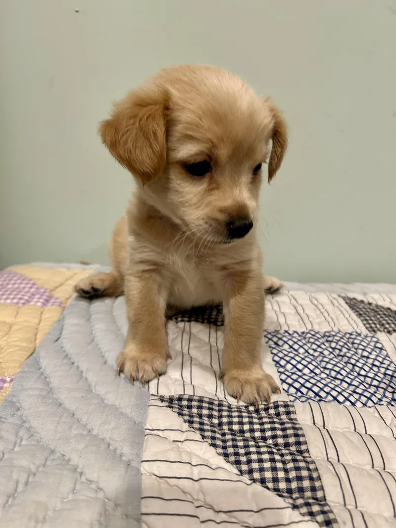 A baby small-sized female Maltese dog named Mandy for adoption in Fosters, AL