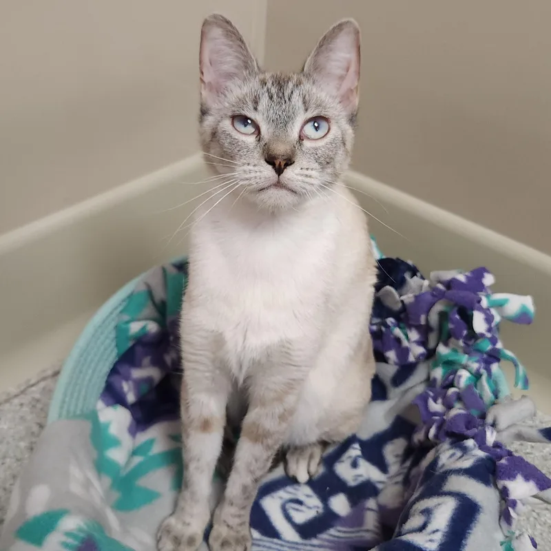 An adult medium-sized female Siamese cat named Faye for adoption in Marshfield, WI
