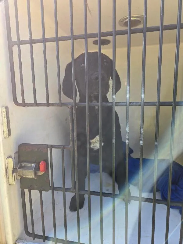 An adult medium-sized female Black Mixed Breed dog named Sabrina for adoption in Mobile, AL