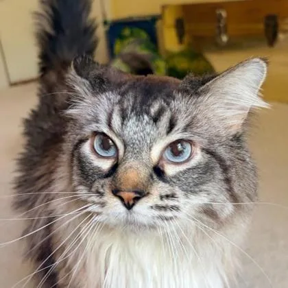 An adult extra large-sized male Ragamuffin cat named Skylar for adoption in Merriam, KS