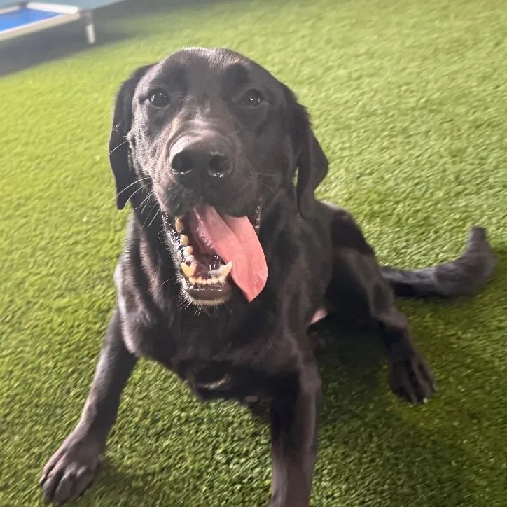 A young large-sized male Black Labrador Retriever dog named Karl Cucumber for adoption in LOXAHATCHEE, FL