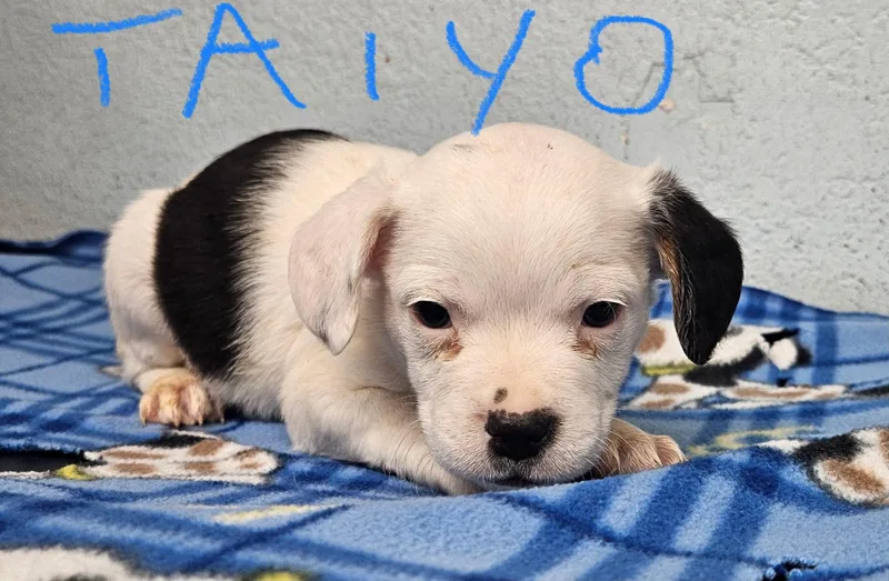 A baby small-sized male Spaniel dog named Taiyo for adoption in Inglewood, CA