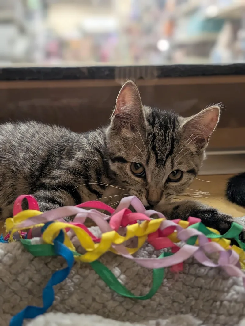 A baby small-sized female Tabby (Brown / Chocolate) Tabby cat named Titania for adoption in Pearland, TX