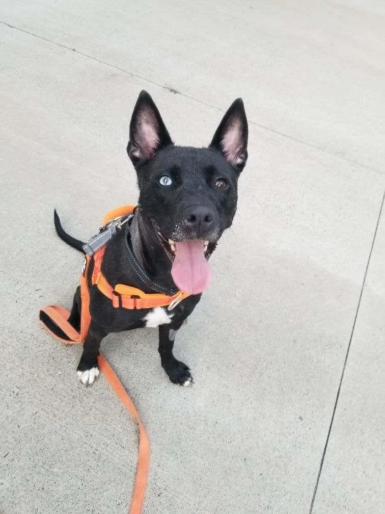 An adult medium-sized female Black Mixed Breed dog named Kaia for adoption in Stratford, CT