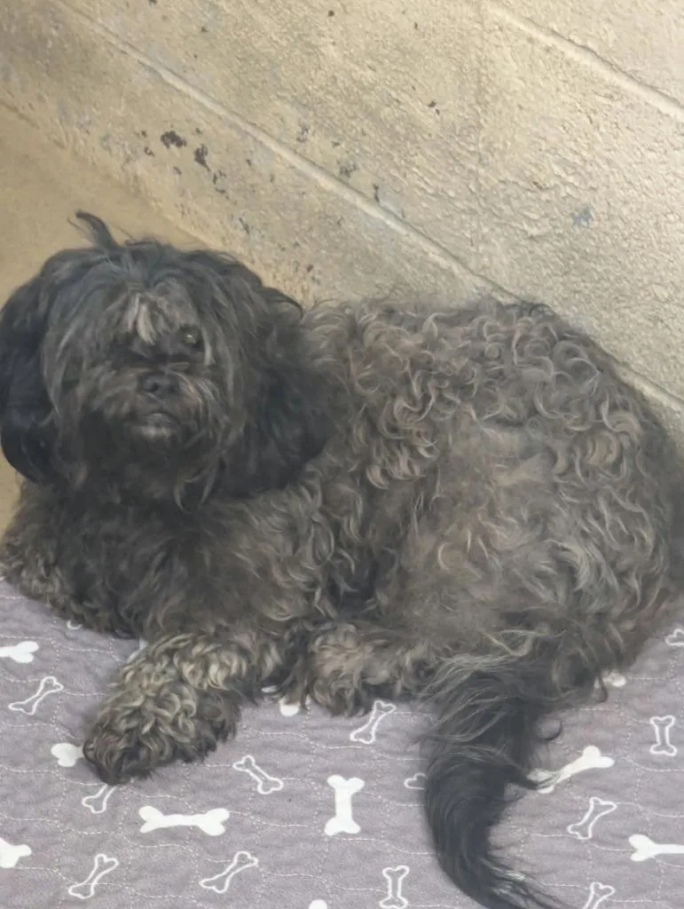 A young small-sized female Shih Tzu dog named Angel for adoption in Waverly, TN