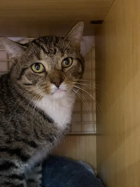 An adult medium-sized male Domestic Short Hair cat named Charlie for adoption in Herndon, VA