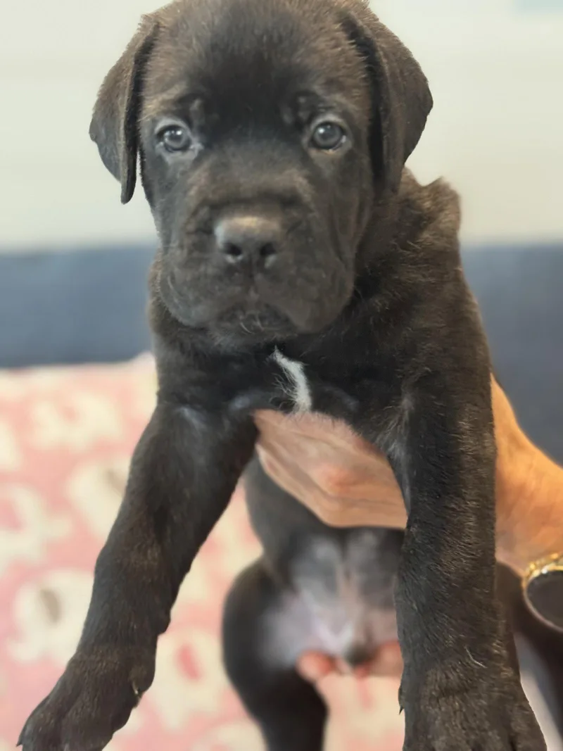 A baby large-sized male Labrador Retriever dog named Charlotte's Puppy Tucker for adoption in San Diego, CA