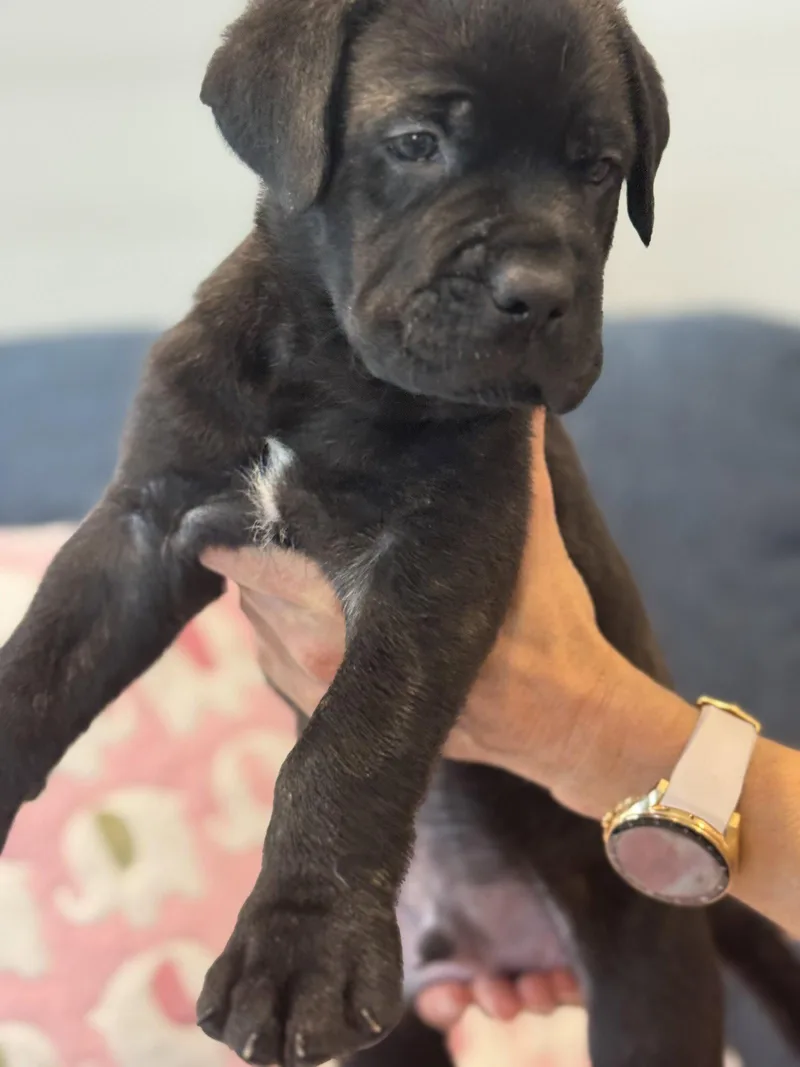 Charlotte's Puppy Tucker thumbnail 2